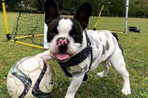 様々な犬種に対応